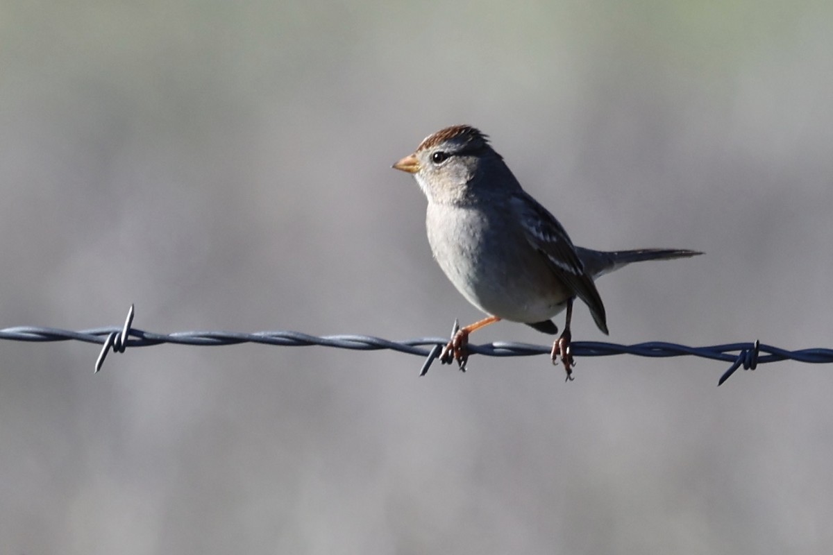 Бруант білобровий (підвид gambelii) - ML648802130