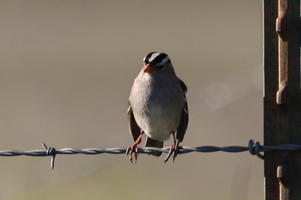 Бруант білобровий (підвид gambelii) - ML648802131