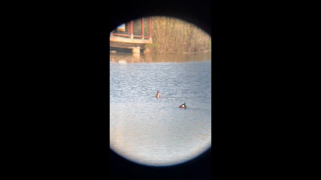 skjeand - ML648802516