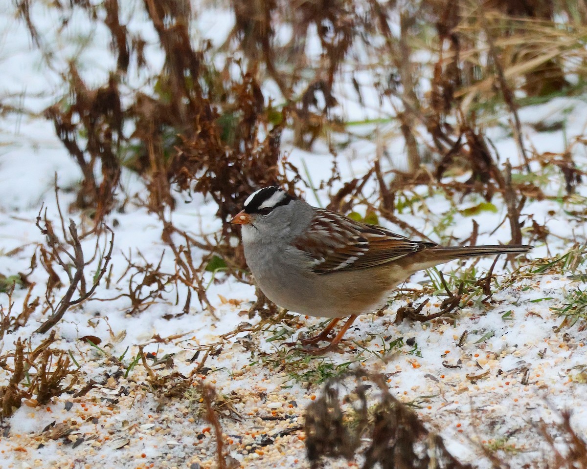 Бруант білобровий - ML648802632