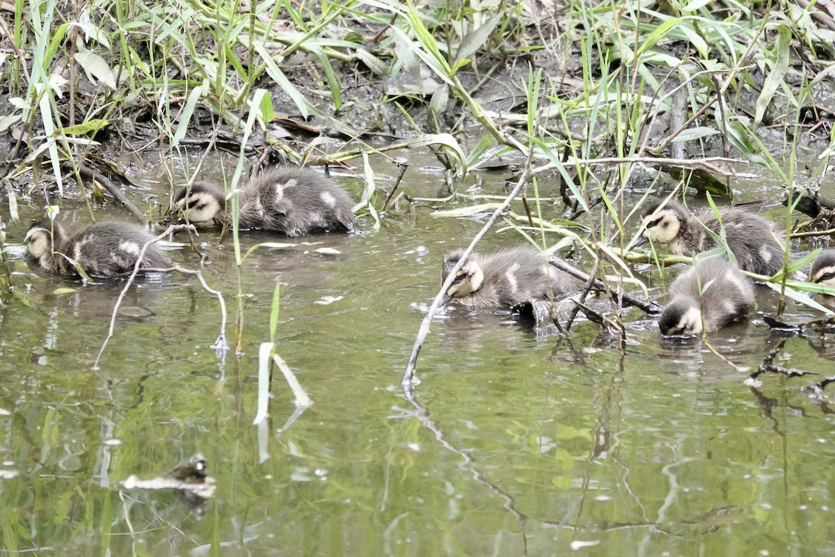 Augenbrauenente - ML648802669