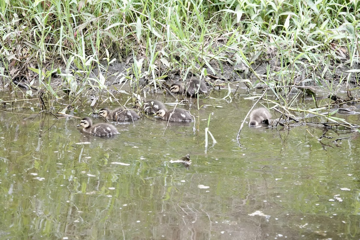 Augenbrauenente - ML648802670