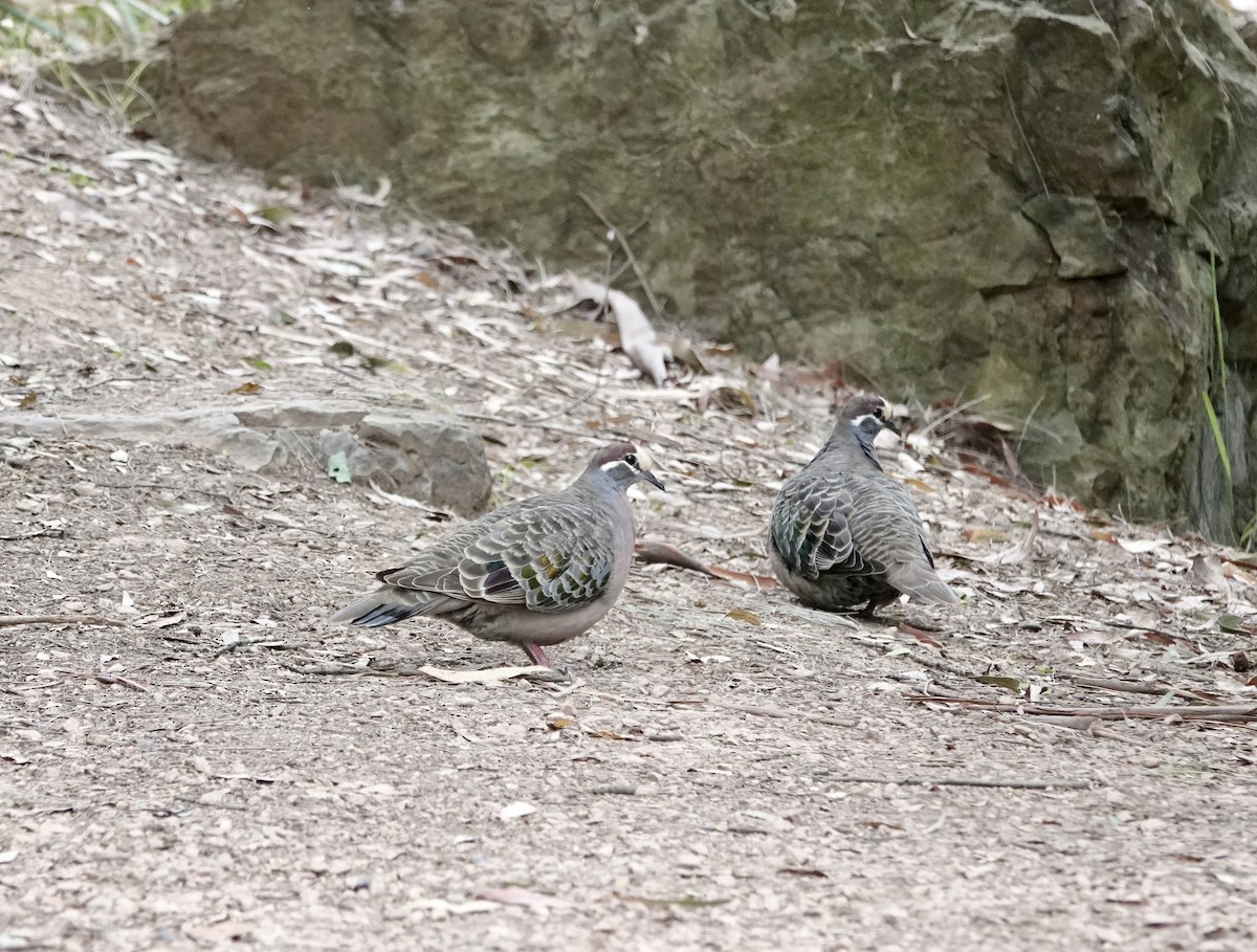 Bronzeflügeltaube - ML648802681