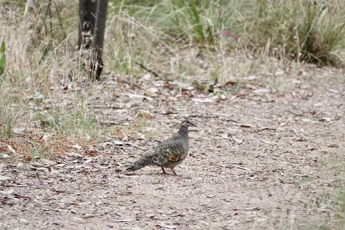 Bronzeflügeltaube - ML648802682