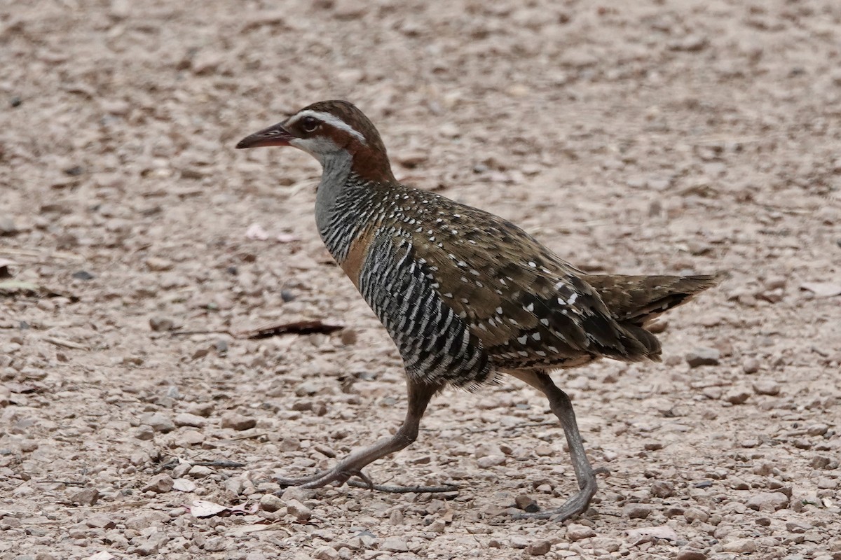 Bindenralle - ML648802695