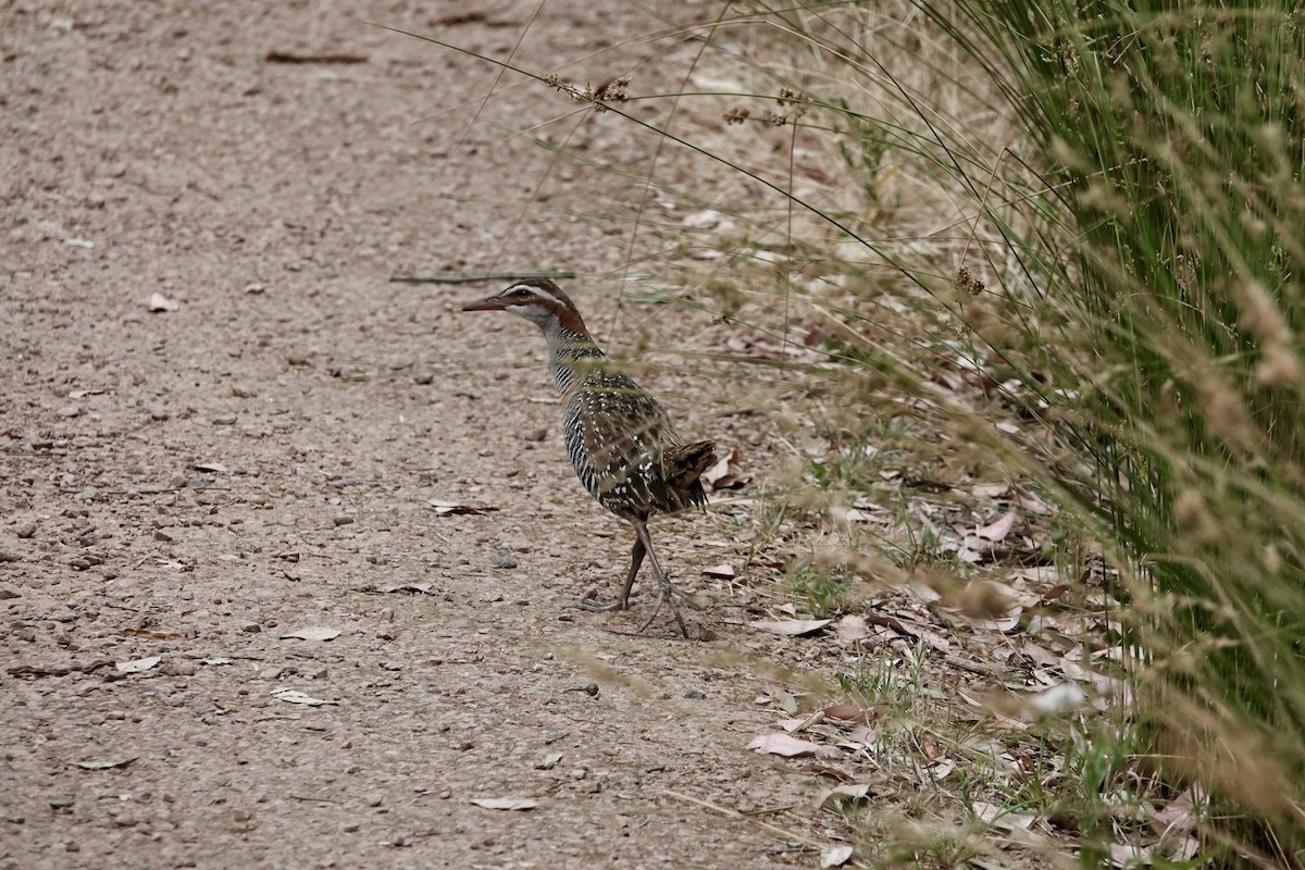 Bindenralle - ML648802696