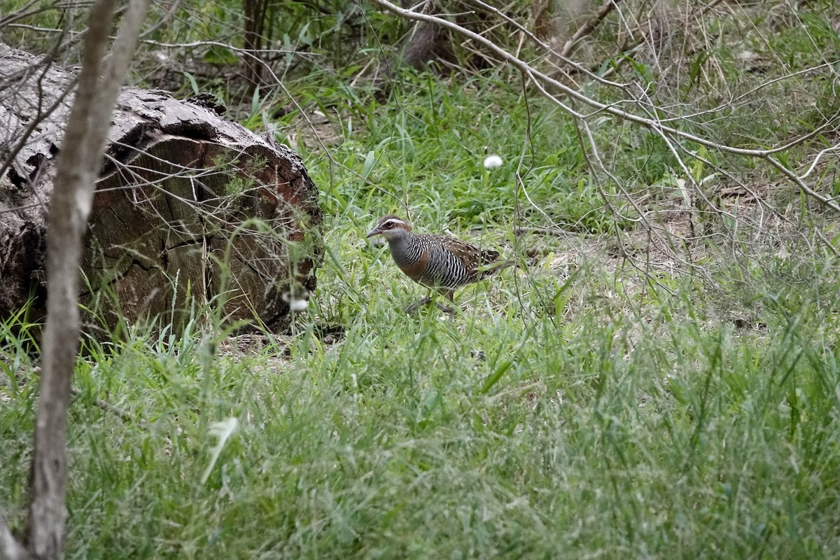 Bindenralle - ML648802697