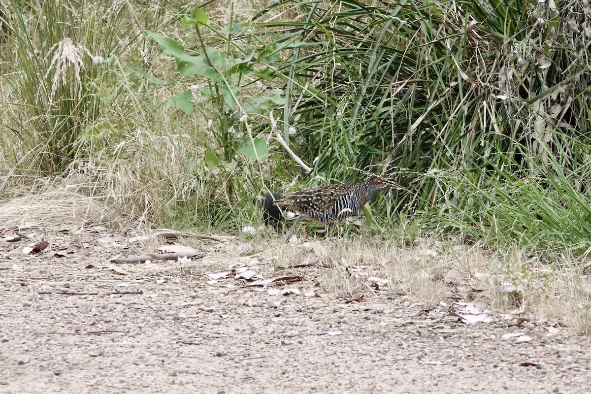 Bindenralle - ML648802698