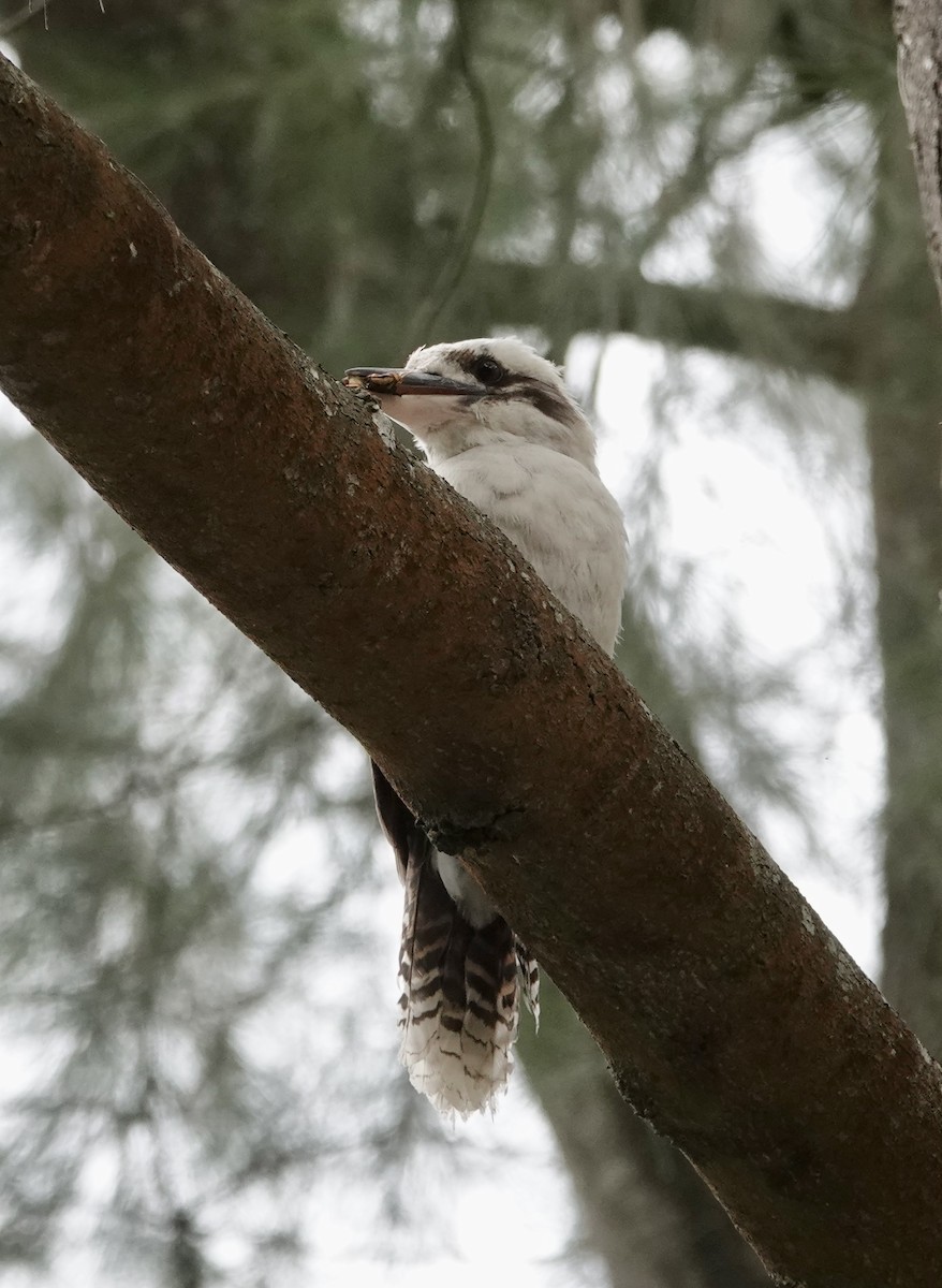 Jägerliest - ML648802723