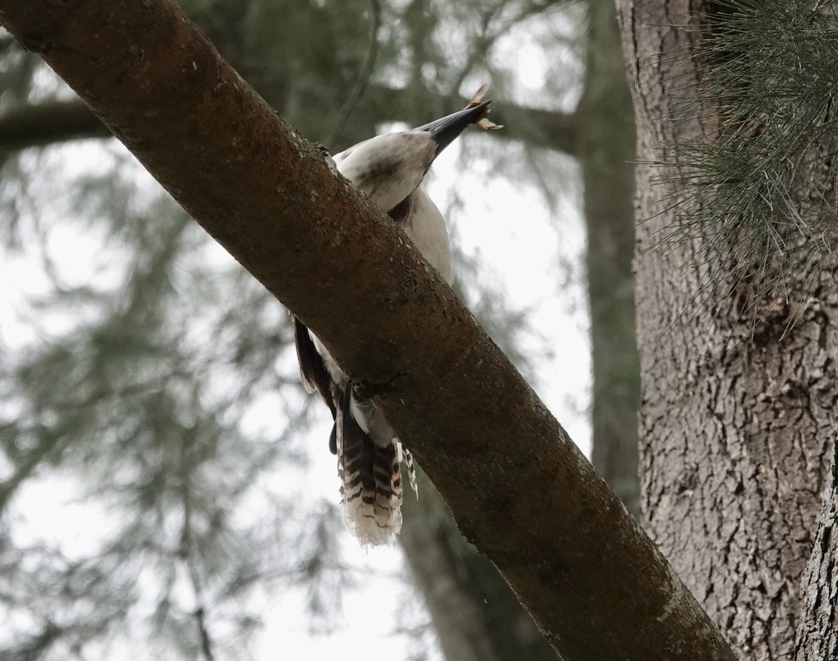 Jägerliest - ML648802724