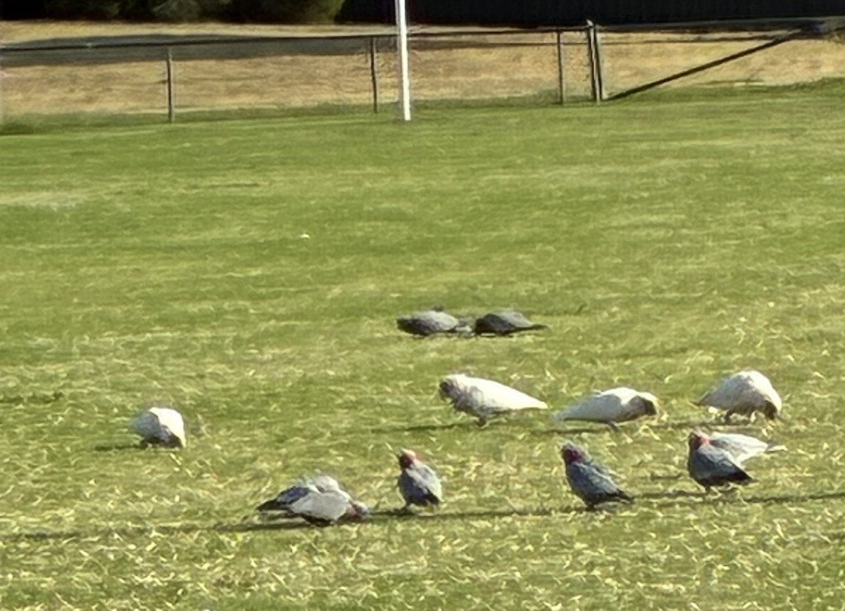 Long-billed Corella - ML648803053