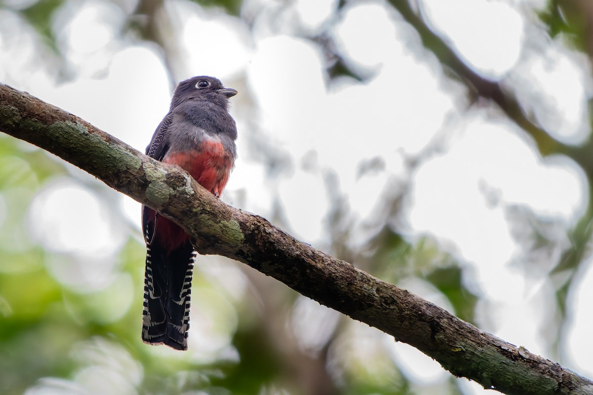 Синешапочный трогон - ML648803207