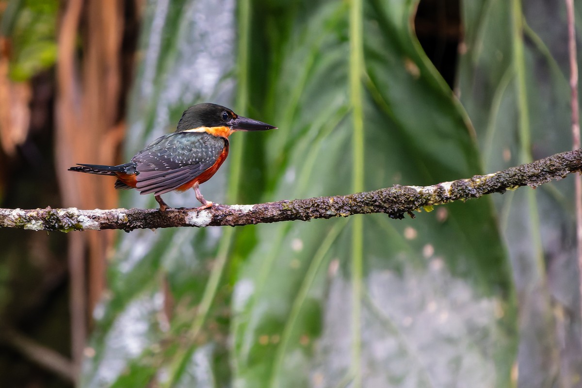 Зелёно-рыжий зимородок - ML648803471