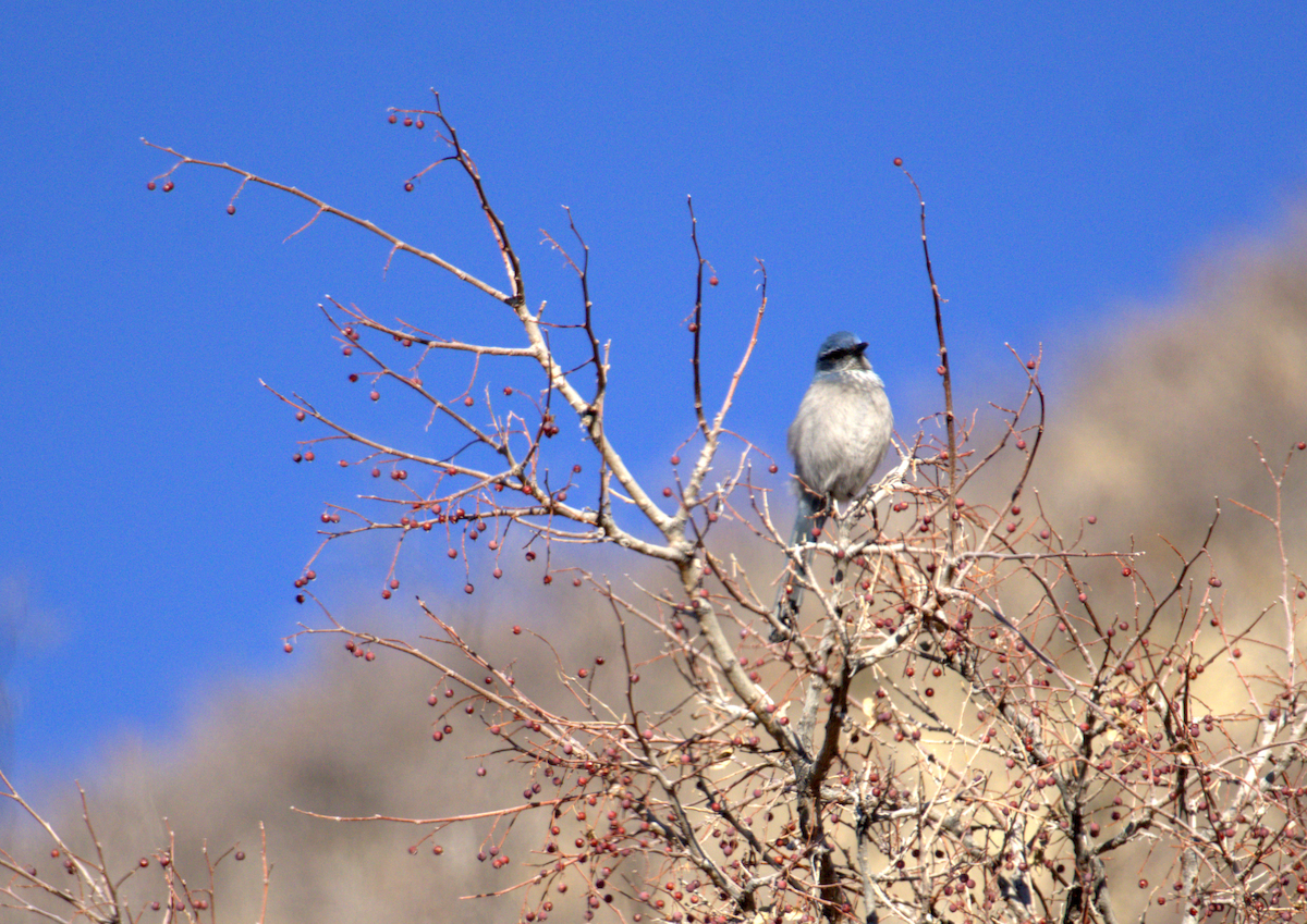 Chara de Woodhouse - ML648803668