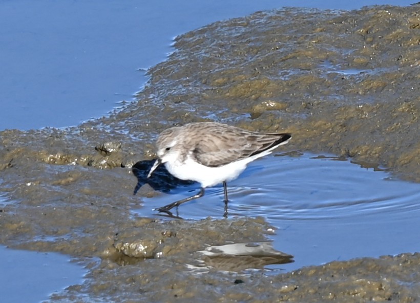 Gambecchio dell'Alaska - ML648803940