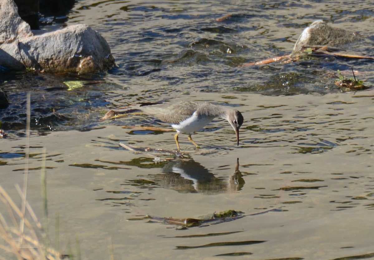 アメリカイソシギ - ML648804117