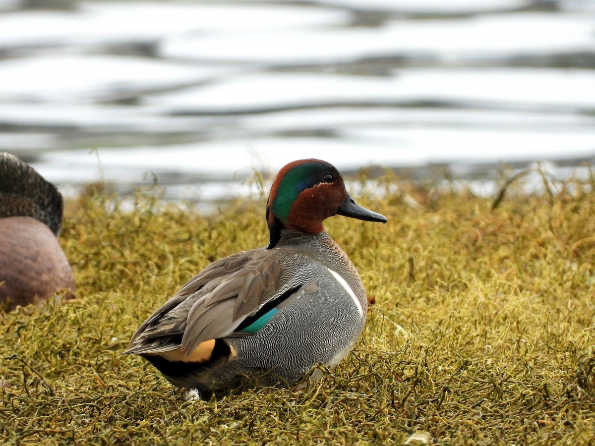 コガモ - ML648804118