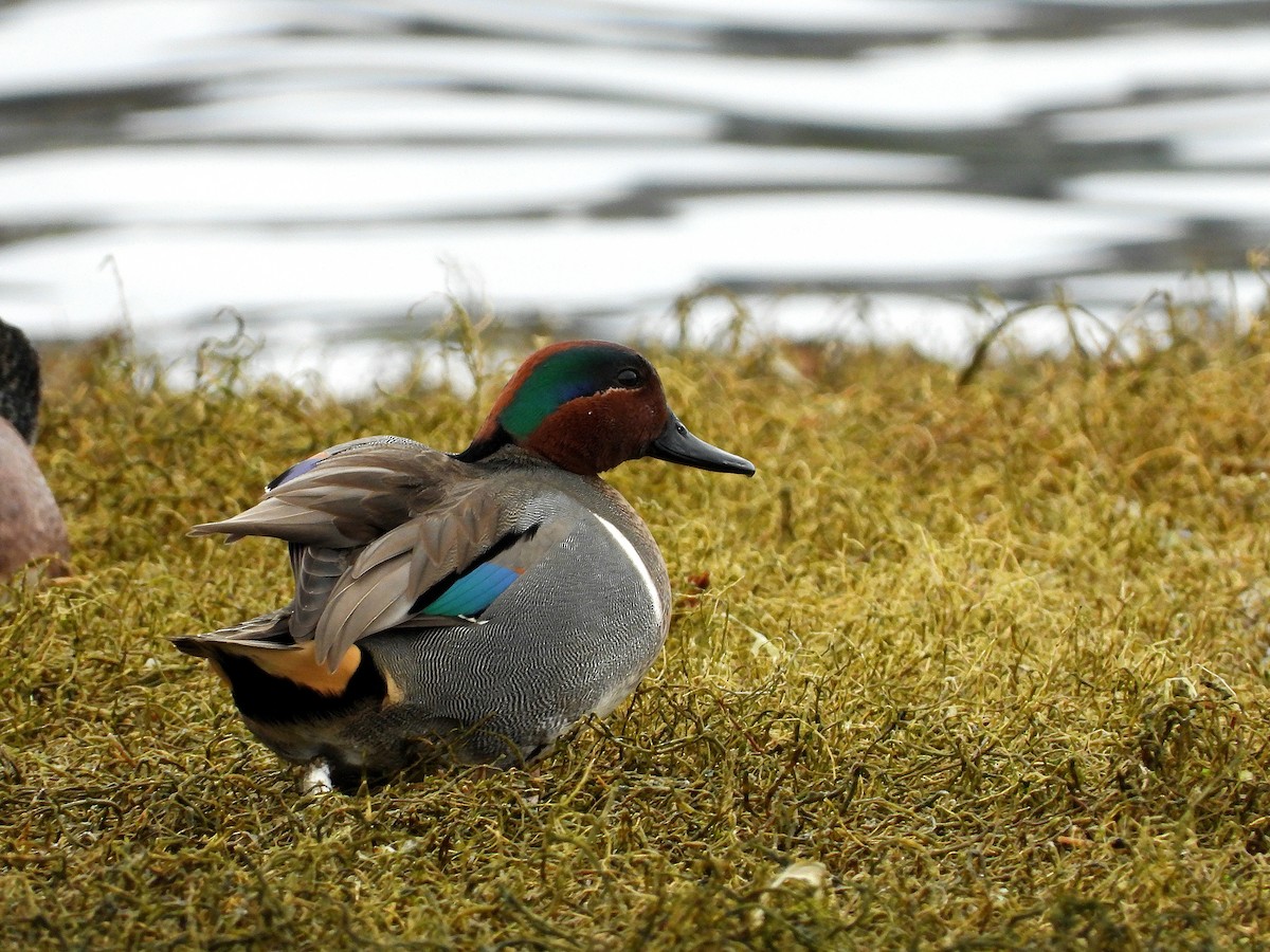 コガモ - ML648804119