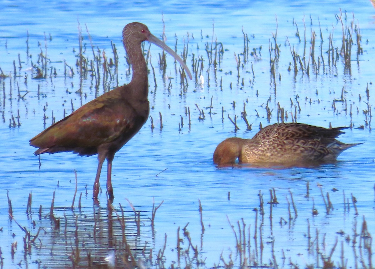 カオジロブロンズトキ - ML648804122