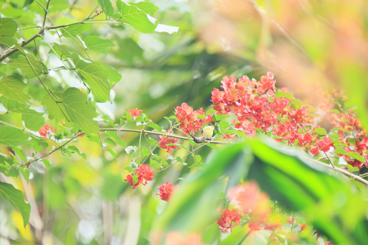 コクモカリドリ - ML648804124