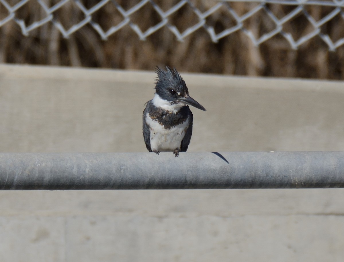 アメリカヤマセミ - ML648804125