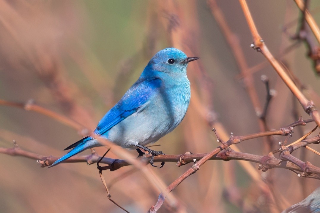 ムジルリツグミ - ML648804127