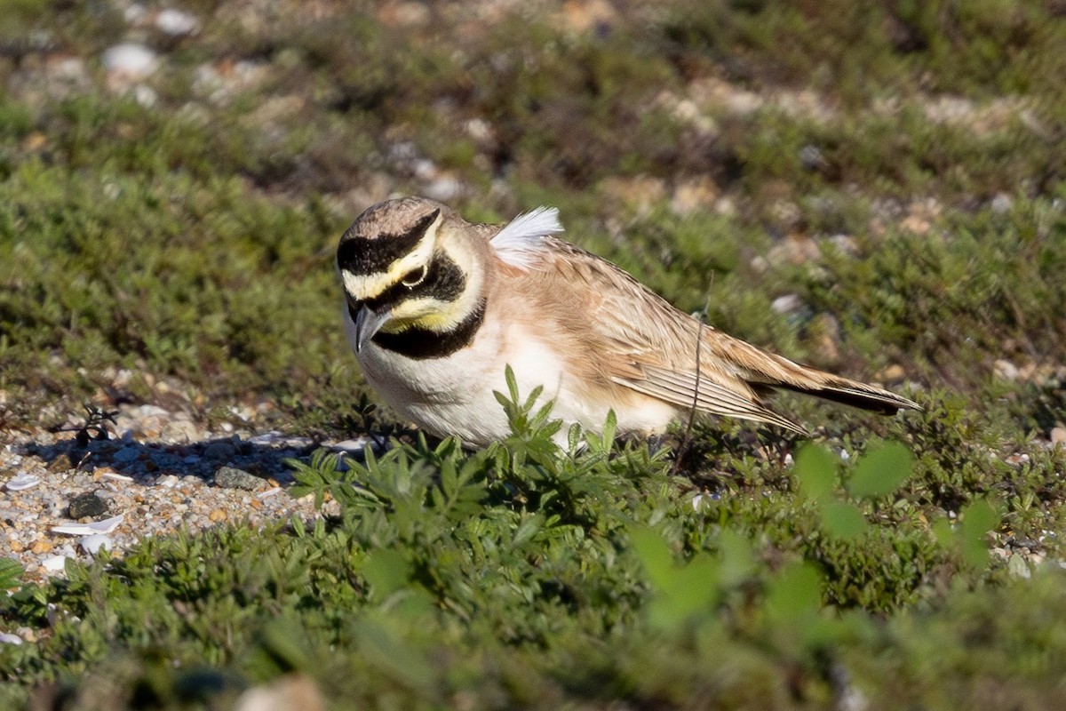 ハマヒバリ - ML648804128