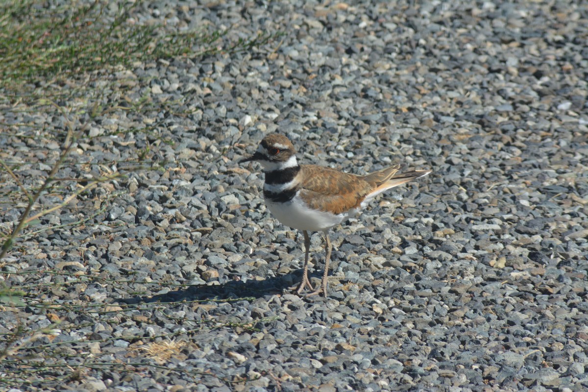 フタオビチドリ - ML648804132