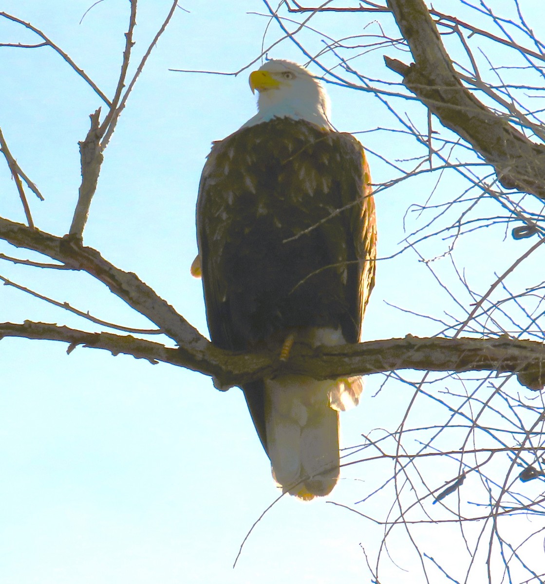 ハクトウワシ - ML648804137