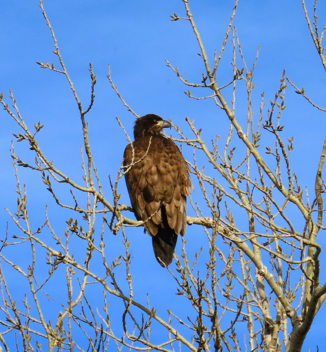 ハクトウワシ - ML648804138