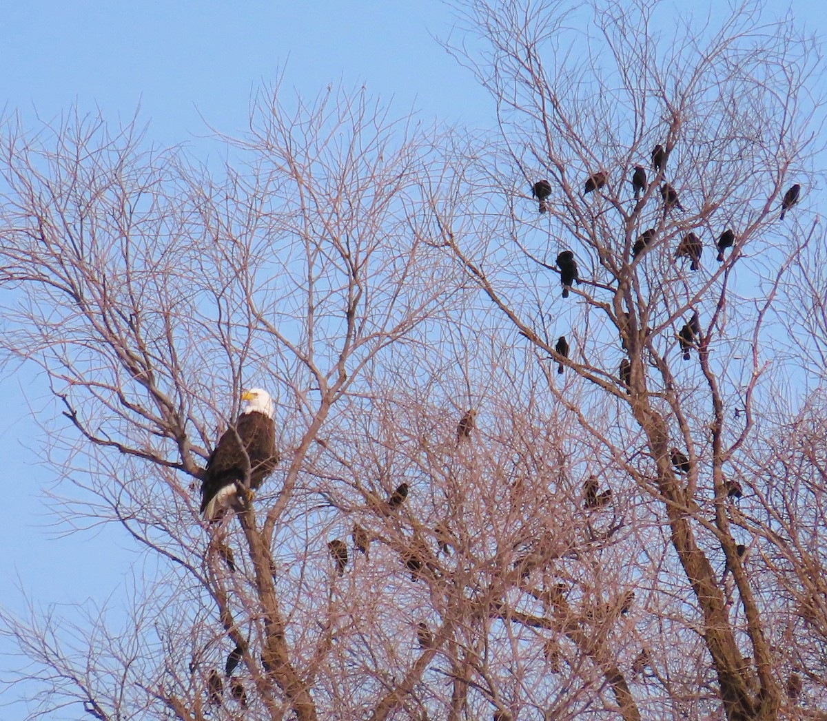 ハクトウワシ - ML648804139