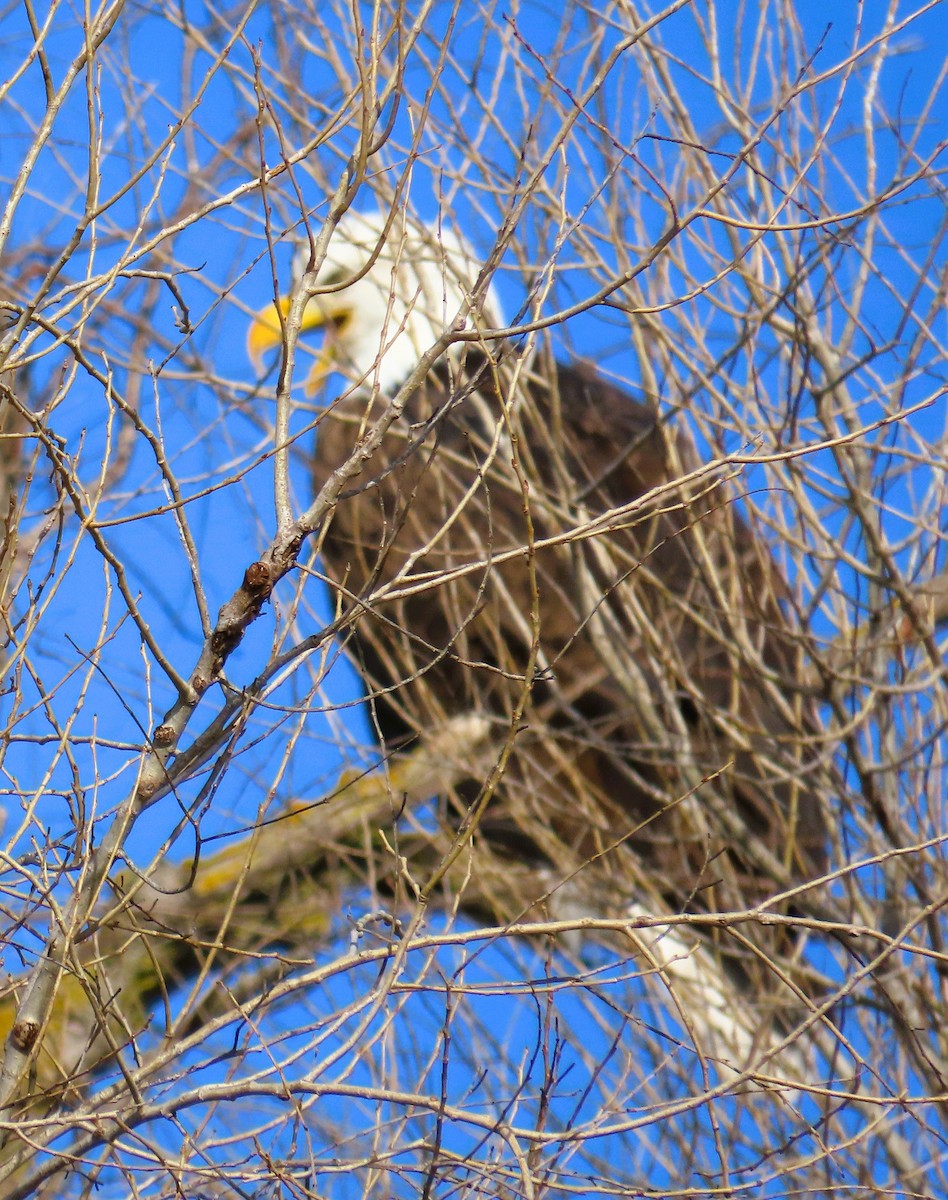 ハクトウワシ - ML648804140