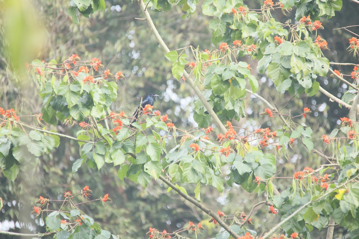 髮冠卷尾 - ML648804141