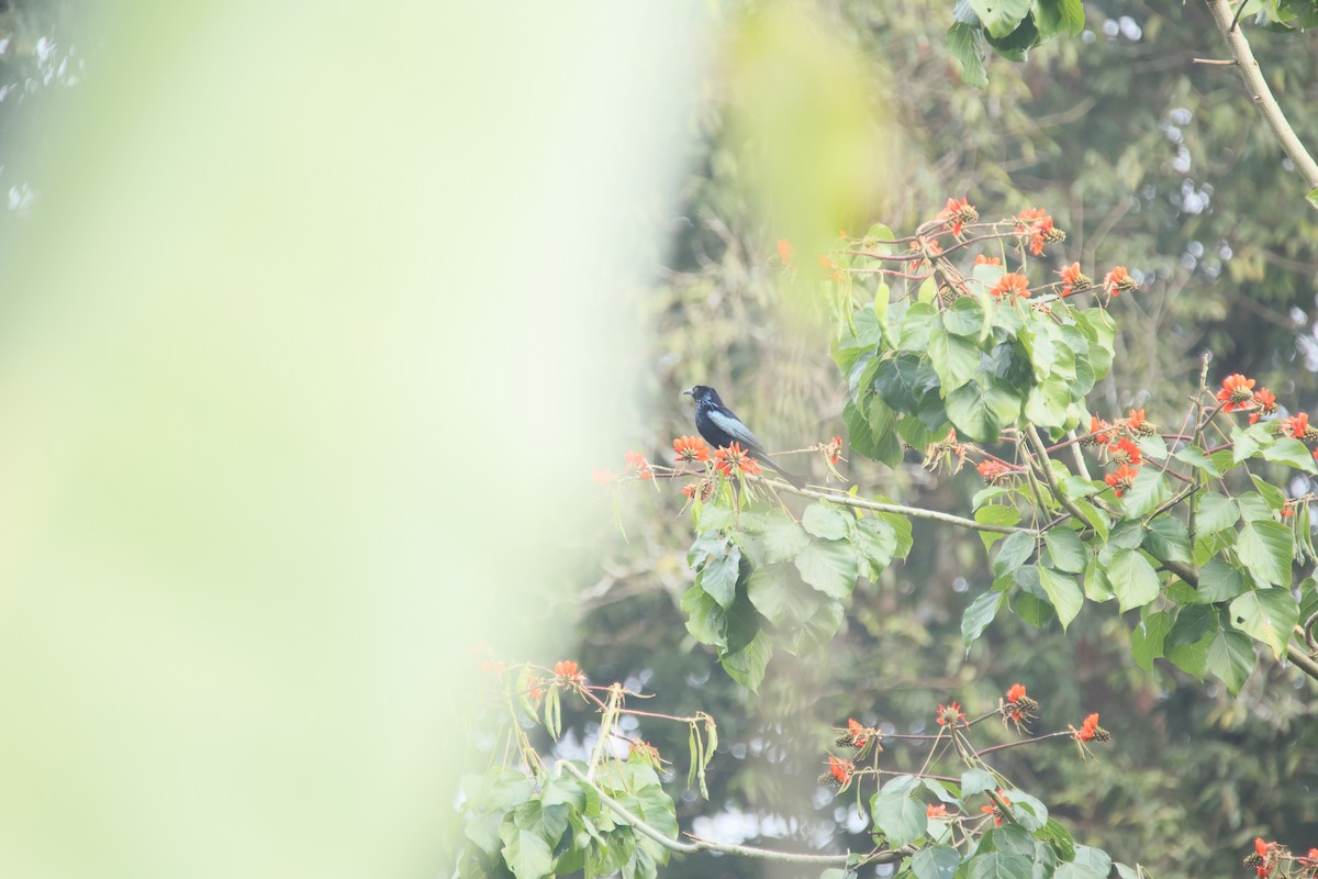 髮冠卷尾 - ML648804143