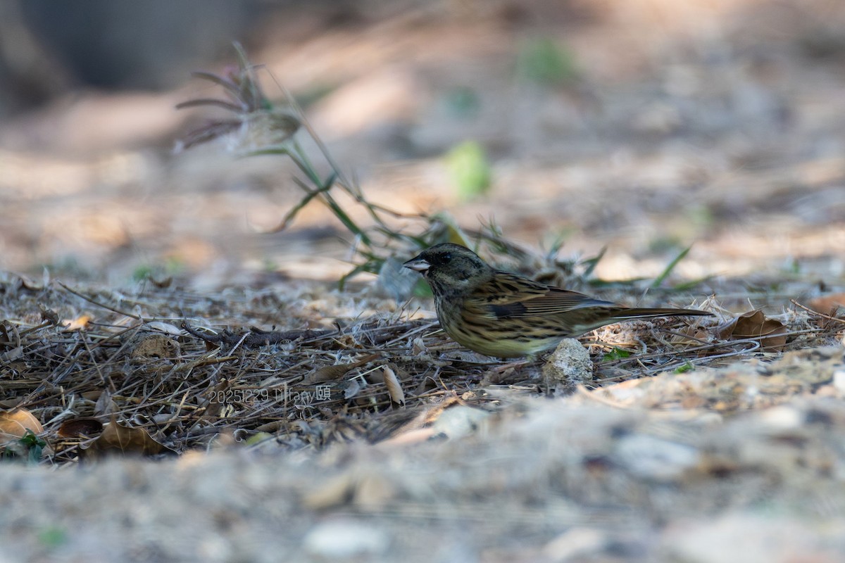 シベリアアオジ - ML648804145