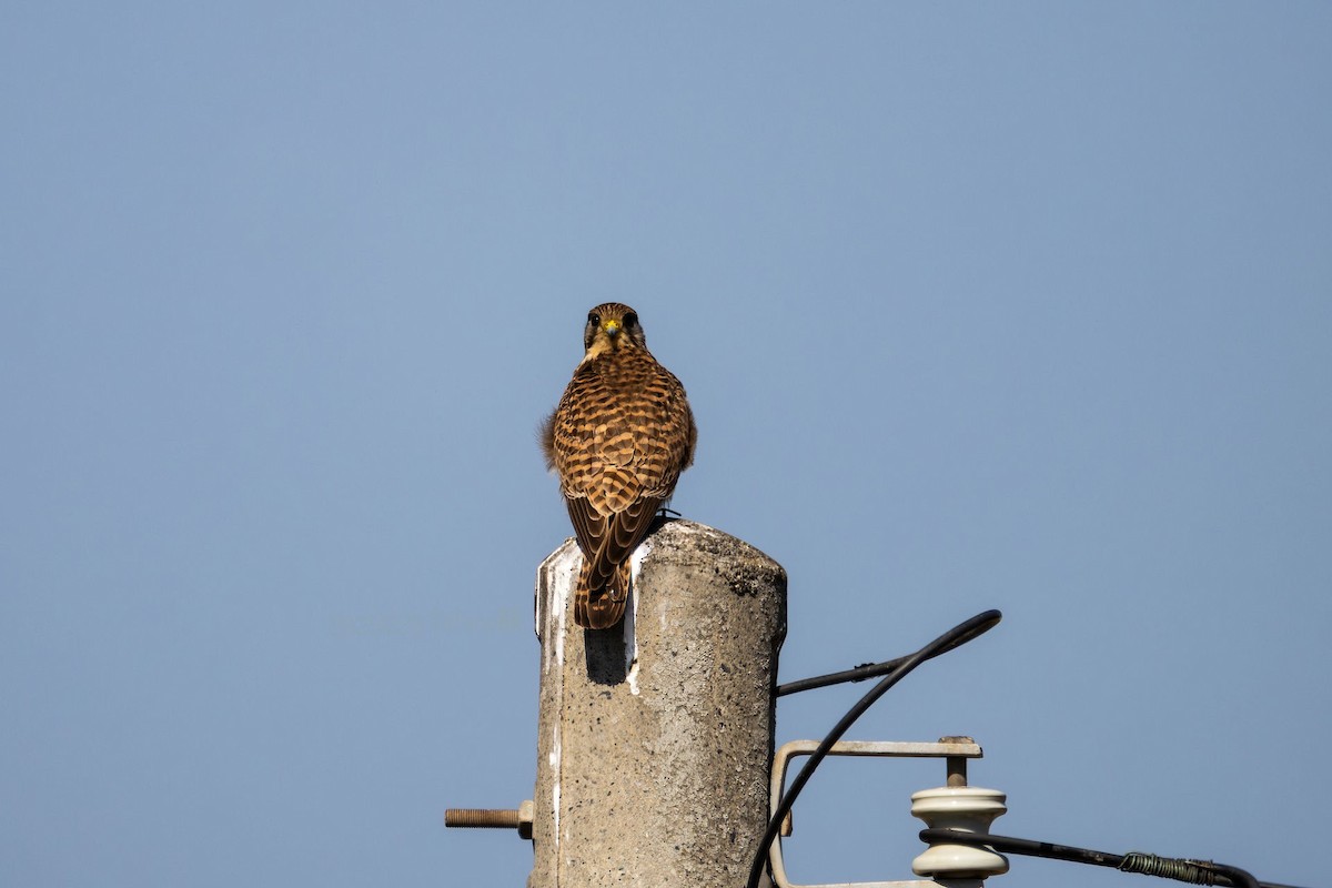 チョウゲンボウ - ML648804148