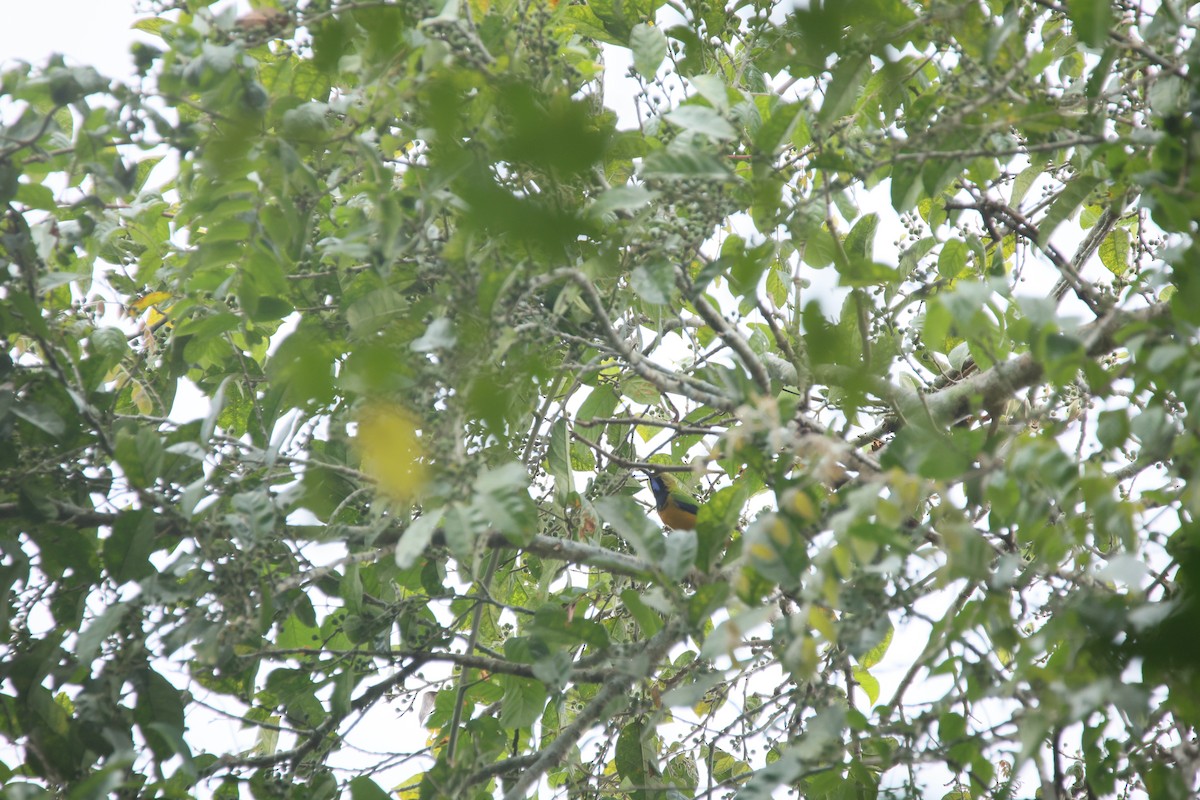 アカハラコノハドリ - ML648804149