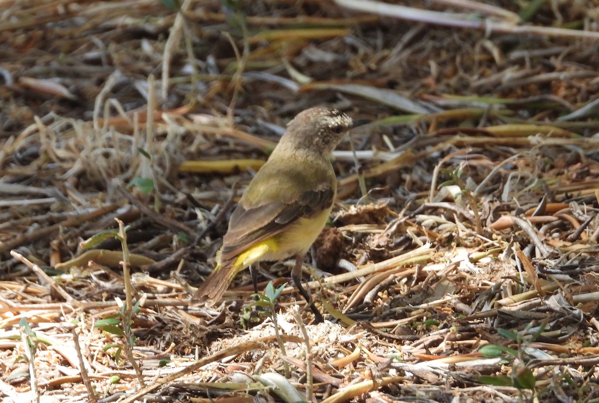 コモントゲハシムシクイ - ML648804150