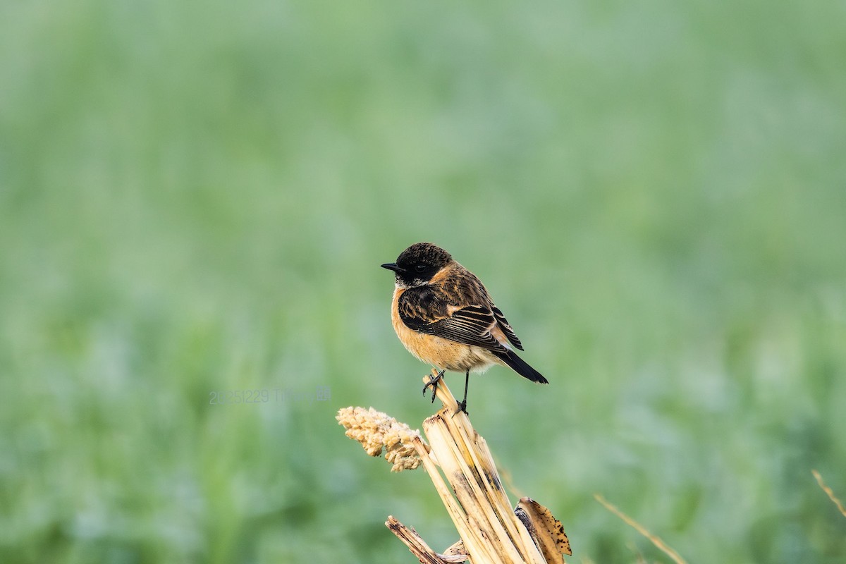 ノビタキ - ML648804151