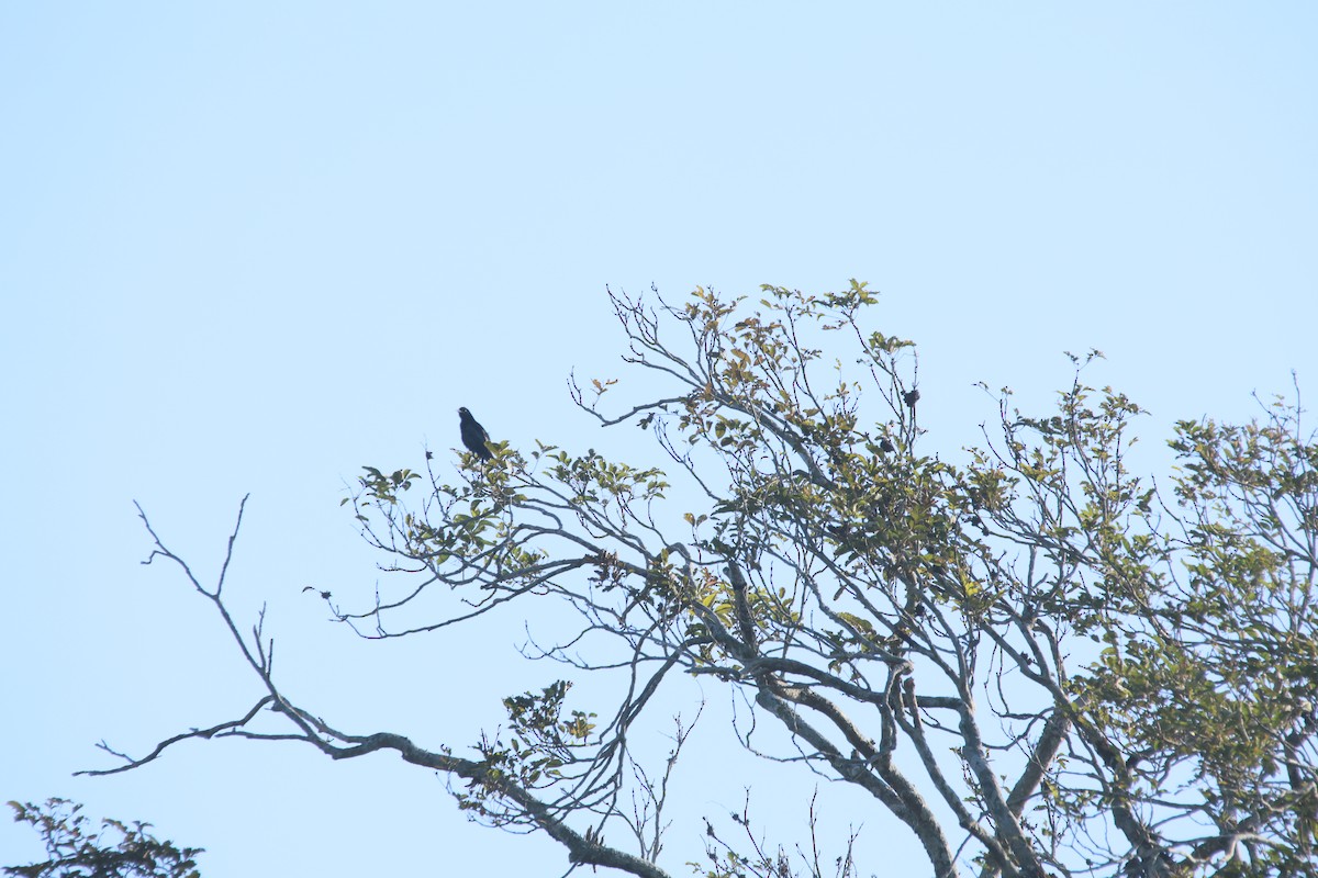 髮冠卷尾 - ML648804234