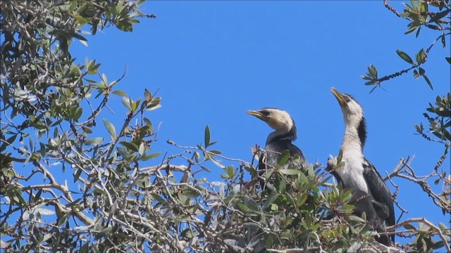 Little Pied Cormorant - ML648804300