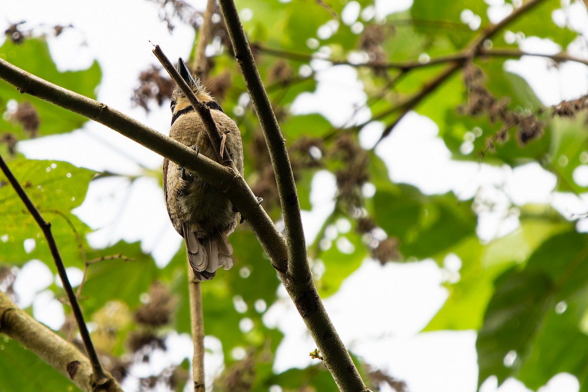 Буроголовая пуховка - ML648804509