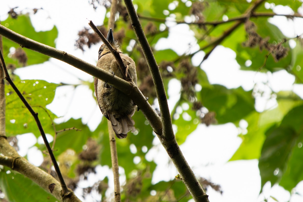 Буроголовая пуховка - ML648804510