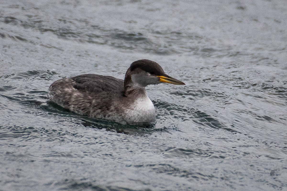 Somormujo Cuellirrojo - ML648804832