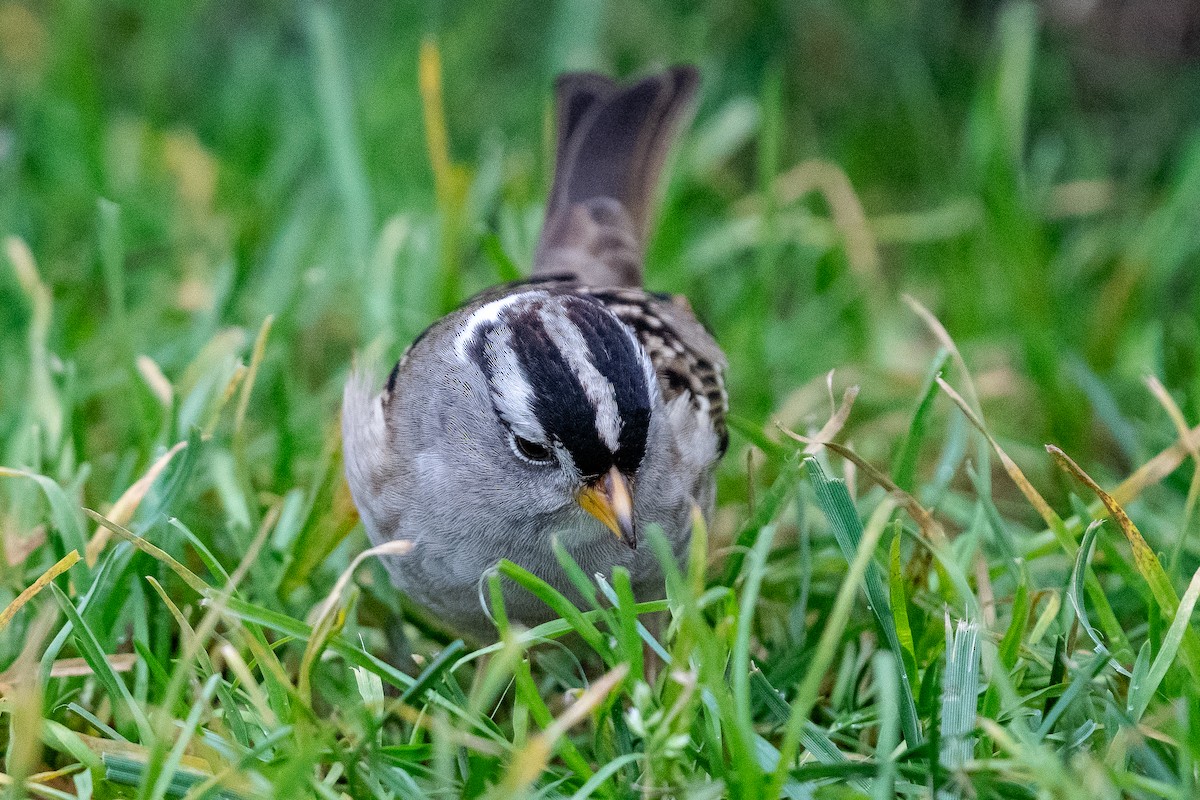Бруант білобровий - ML648804846