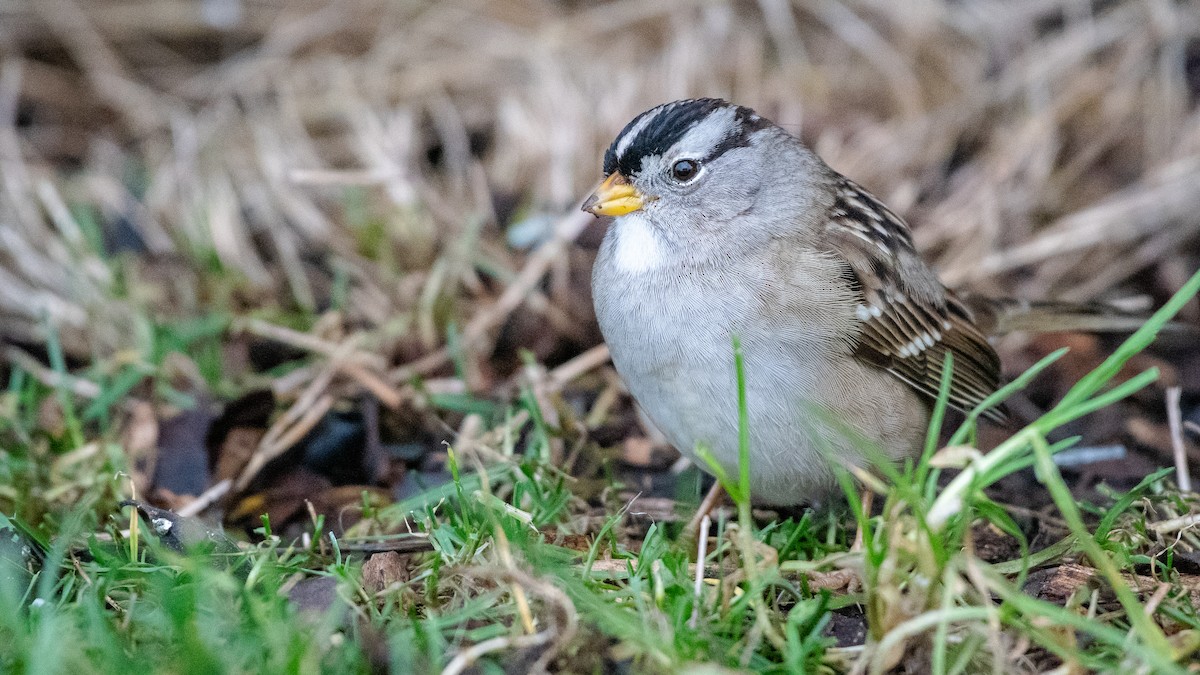 Бруант білобровий - ML648804847
