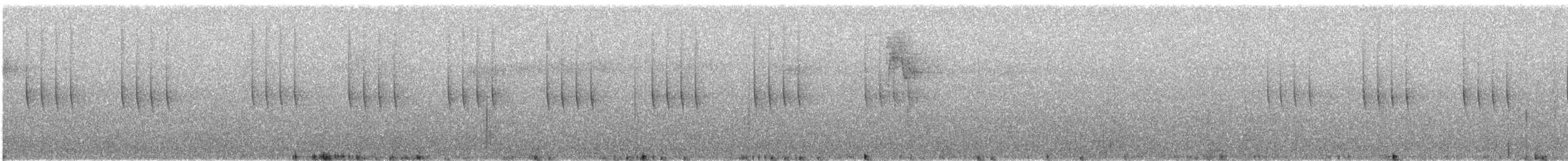 White-eared Hummingbird - ML648805061