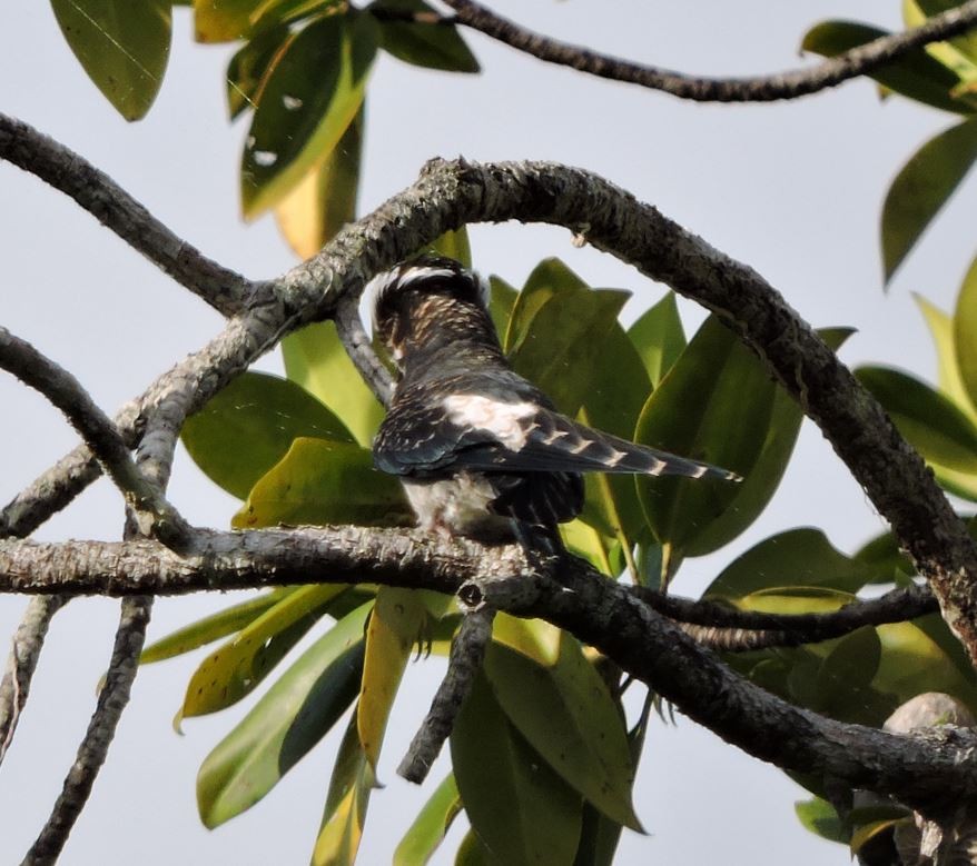 Moustached Treeswift - ML648805130