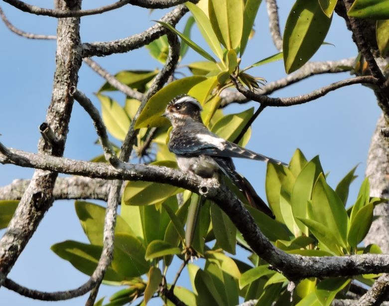 Moustached Treeswift - ML648805135