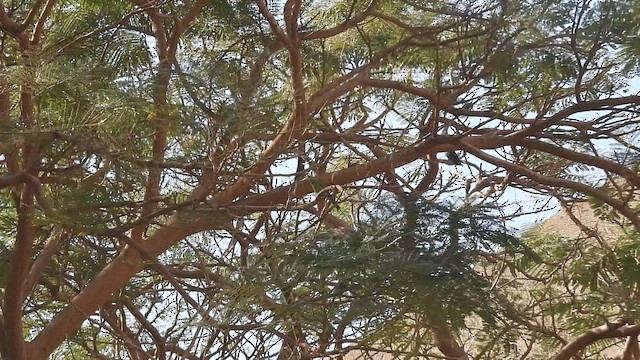 Erle-txori berde afrikarra - ML648805248